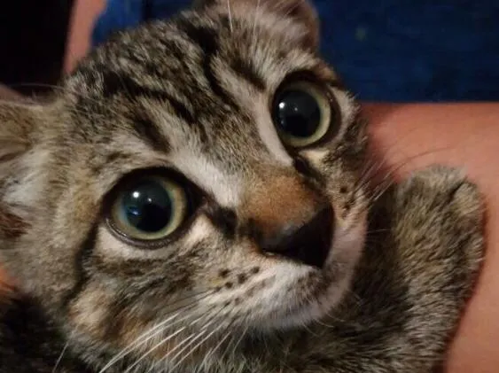 Gato ra a SRD idade 2 a 6 meses nome Sem nome