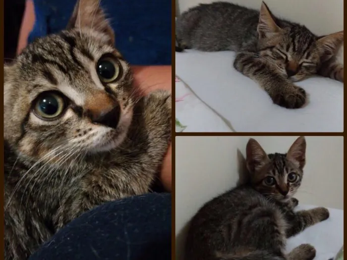 Gato ra a SRD idade 2 a 6 meses nome Sem nome
