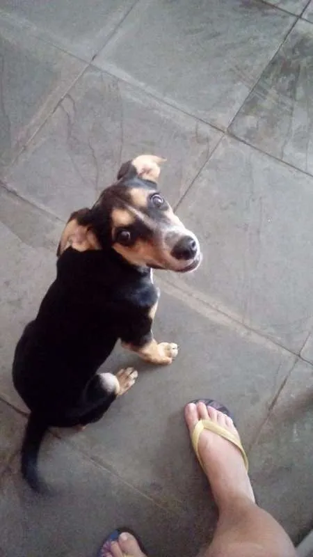 Cachorro ra a srd idade 2 a 6 meses nome sem nome ainda