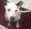 Cachorro raça Pitbull  idade 2 a 6 meses nome Scoob 