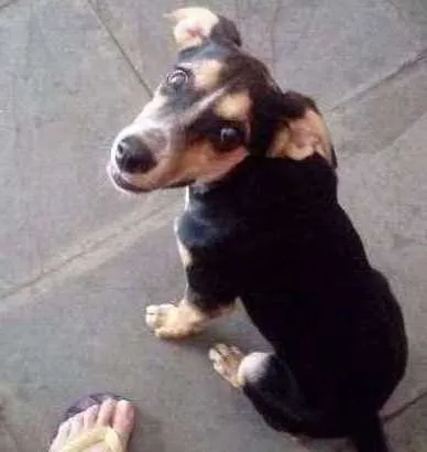 Cachorro ra a srd idade 2 a 6 meses nome sem nome ainda