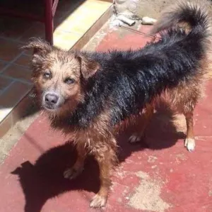 Cachorro raça Rask siberiano com pastor alemão  idade 2 a 6 meses nome Tandy