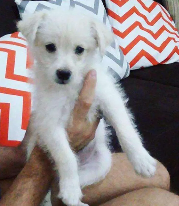 Cachorro ra a SRD idade 2 a 6 meses nome Snow
