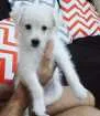 Cachorro raça SRD idade 2 a 6 meses nome Snow