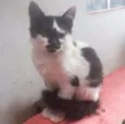 fofa
