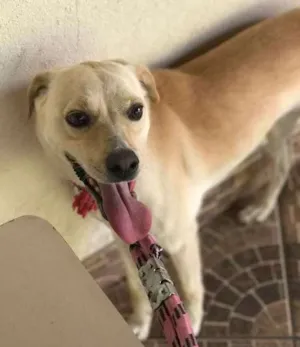 Cachorro raça Vira lata idade 3 anos nome July GRATIFICA