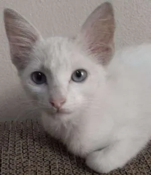 Gato raça vira-lata idade 2 a 6 meses nome sem nome
