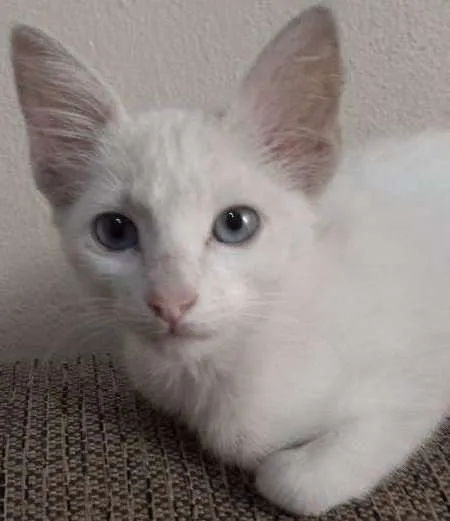Gato ra a vira-lata idade 2 a 6 meses nome sem nome