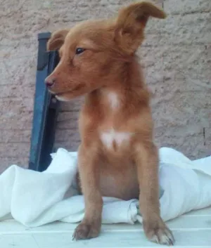 Cachorro raça sem raça definida  idade 2 a 6 meses nome sem nome