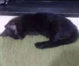 Pantera 