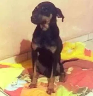 Cachorro raça SRD idade 2 anos nome Lord