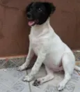 Beli