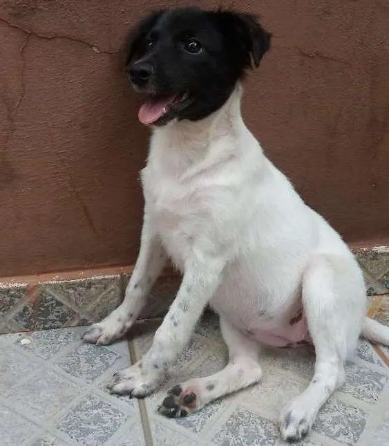 Cachorro ra a  idade 7 a 11 meses nome Beli