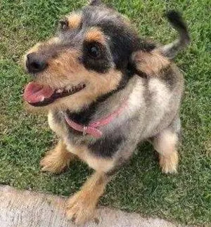 Cachorro raça SRD idade 1 ano nome Maya