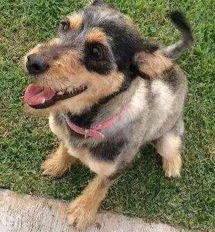Cachorro ra a SRD idade 1 ano nome Maya