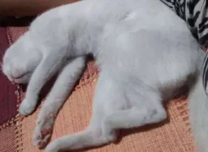 Gato raça SRD idade 7 a 11 meses nome Shakti