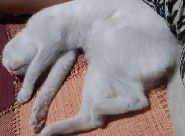 Gato ra a SRD idade 7 a 11 meses nome Shakti