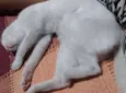 Shakti