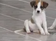 ANITA