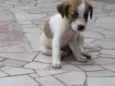 ANITA