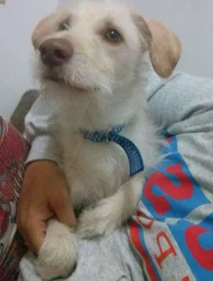 Cachorro raça vira-lata idade 3 anos nome Bimo