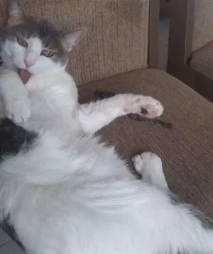 Gato raça vira lata idade 6 ou mais anos nome Isa, Bella e Bradock