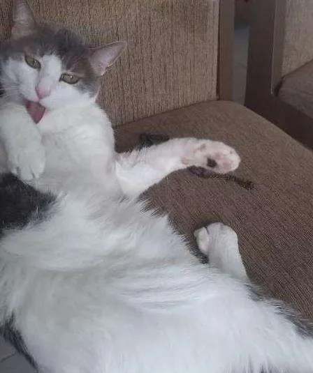 Gato ra a vira lata idade 6 ou mais anos nome Isa, Bella e Bradock