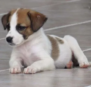 Cachorro raça SRD idade Abaixo de 2 meses nome ANITA