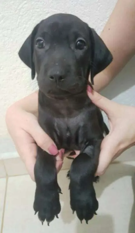 Cachorro ra a SRD idade Abaixo de 2 meses nome Sirius
