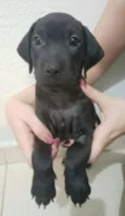 Sirius