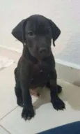 Sirius