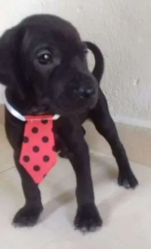 Cachorro raça SRD idade Abaixo de 2 meses nome Sirius