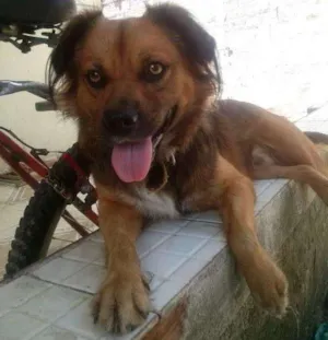 Cachorro raça vira lata idade 1 ano nome spyker