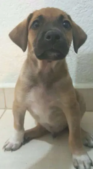 Cachorro raça SRD idade Abaixo de 2 meses nome Rony