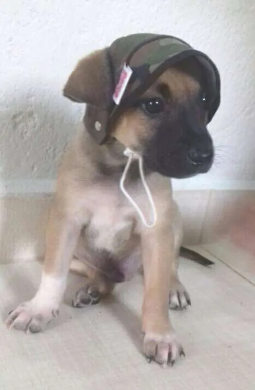 Cachorro ra a SRD idade Abaixo de 2 meses nome Rony
