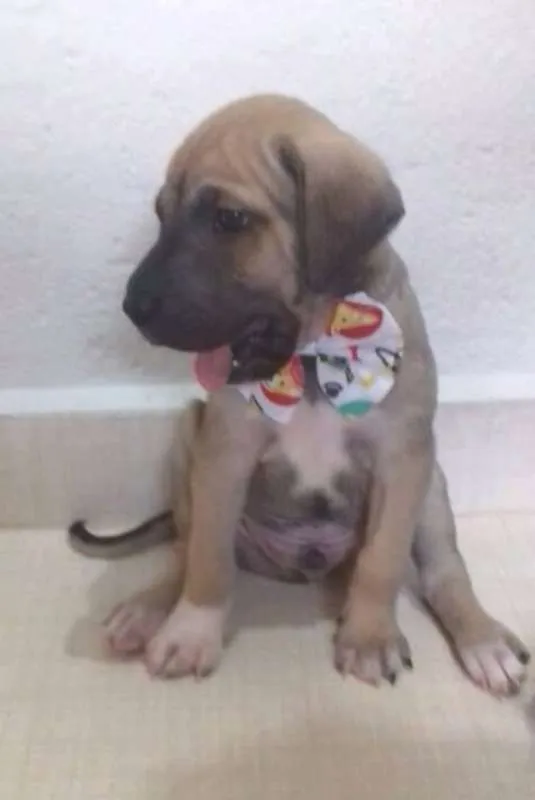 Cachorro ra a SRD idade Abaixo de 2 meses nome Dobby