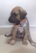 Dobby