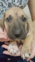 Dobby