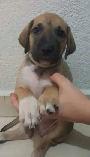 Cachorro raça SRD idade Abaixo de 2 meses nome Dobby