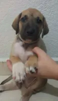 Dobby