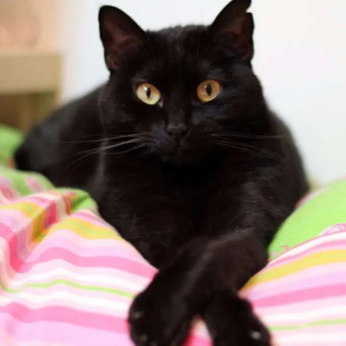 Gato ra a vira lata idade 6 ou mais anos nome Isa, Bella e Bradock