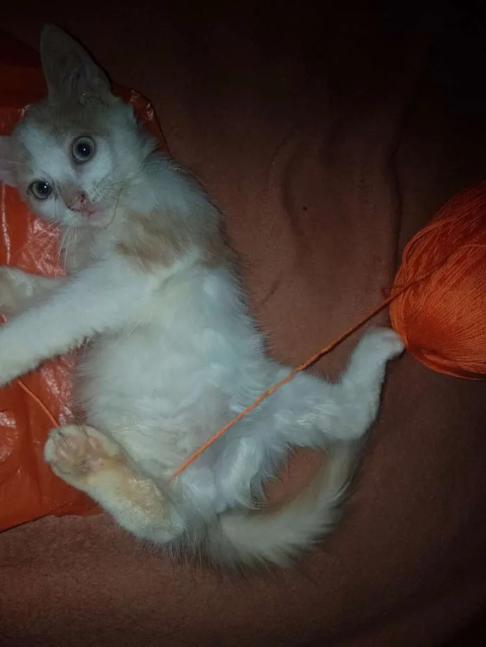 Gato ra a Vira lata idade 2 a 6 meses nome Não possui