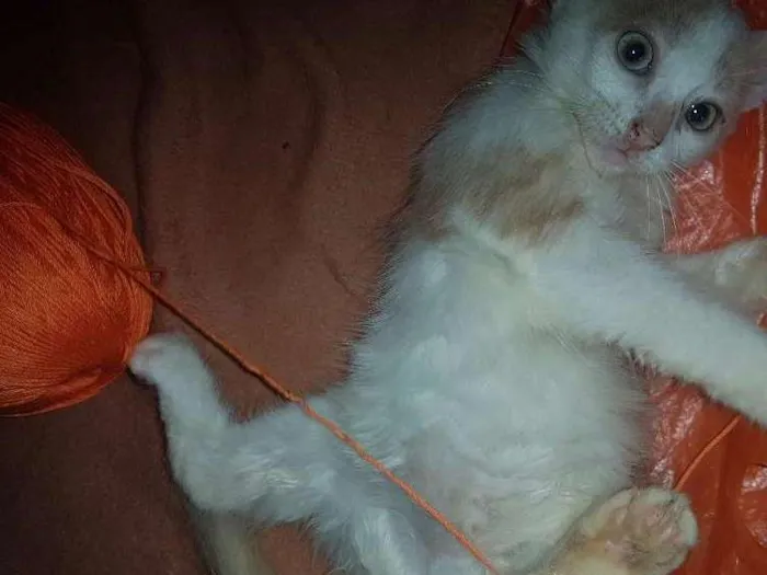 Gato ra a Vira lata idade 2 a 6 meses nome Não possui