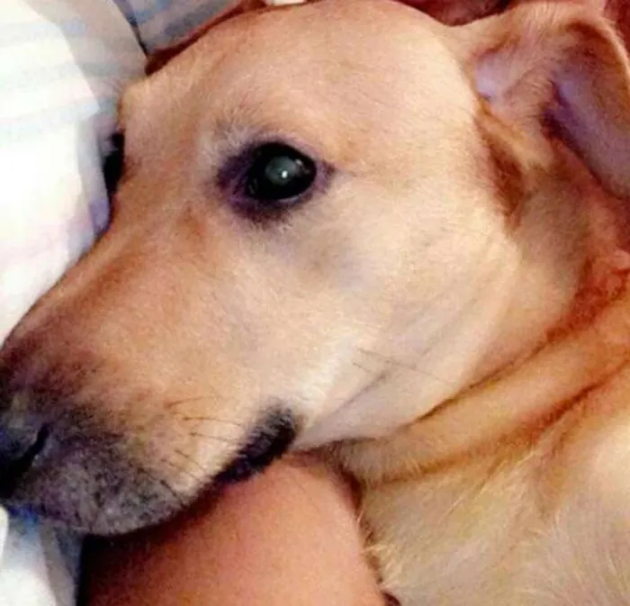 Cachorro ra a VIRALATA idade 5 anos nome THOR