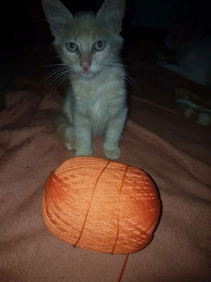 Gato ra a Vira lata idade 2 a 6 meses nome Não possui
