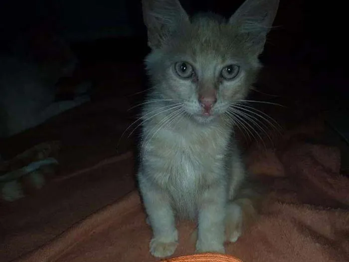 Gato ra a Vira lata idade 2 a 6 meses nome Não possui