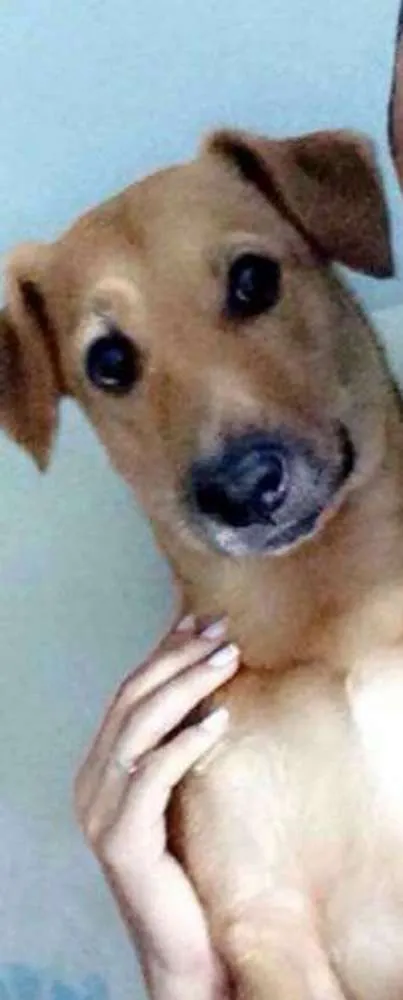 Cachorro ra a VIRALATA idade 5 anos nome THOR