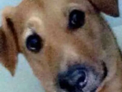 Cachorro ra a VIRALATA idade 5 anos nome THOR