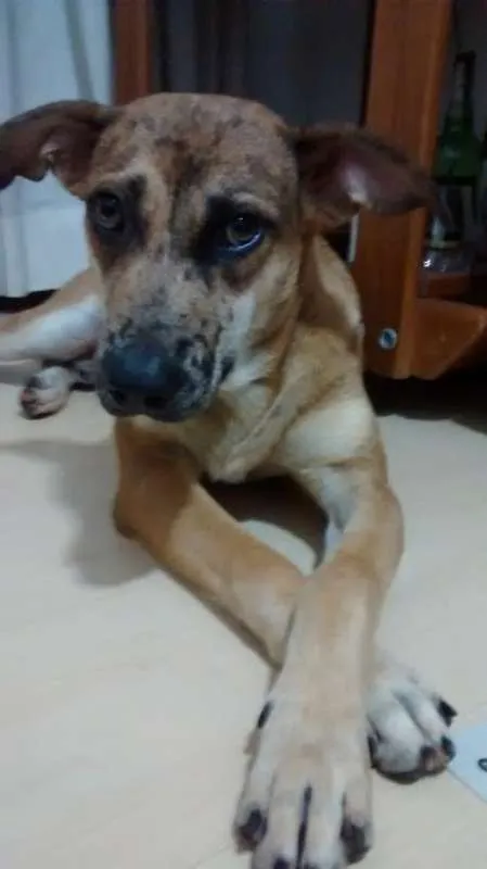 Cachorro ra a SRD idade 1 ano nome Nino