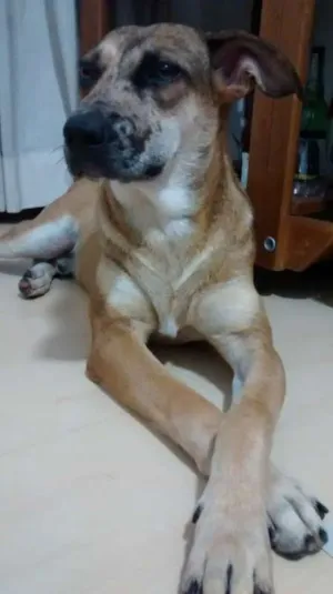 Cachorro raça SRD idade 1 ano nome Nino